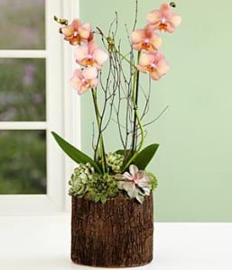 Proflowers Orchid & Succulents