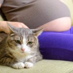dangerous to have a cat during pregnancy