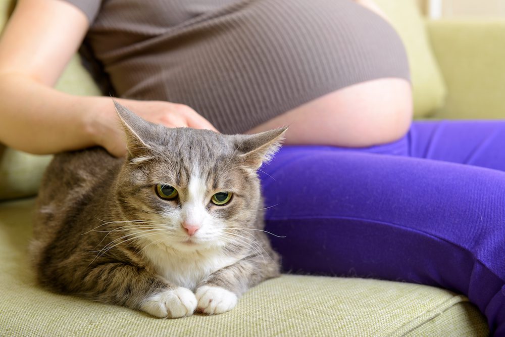 dangerous to have a cat during pregnancy